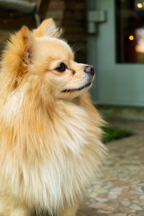 Free A Cute Pomeranian Dog Looking Stock Photo