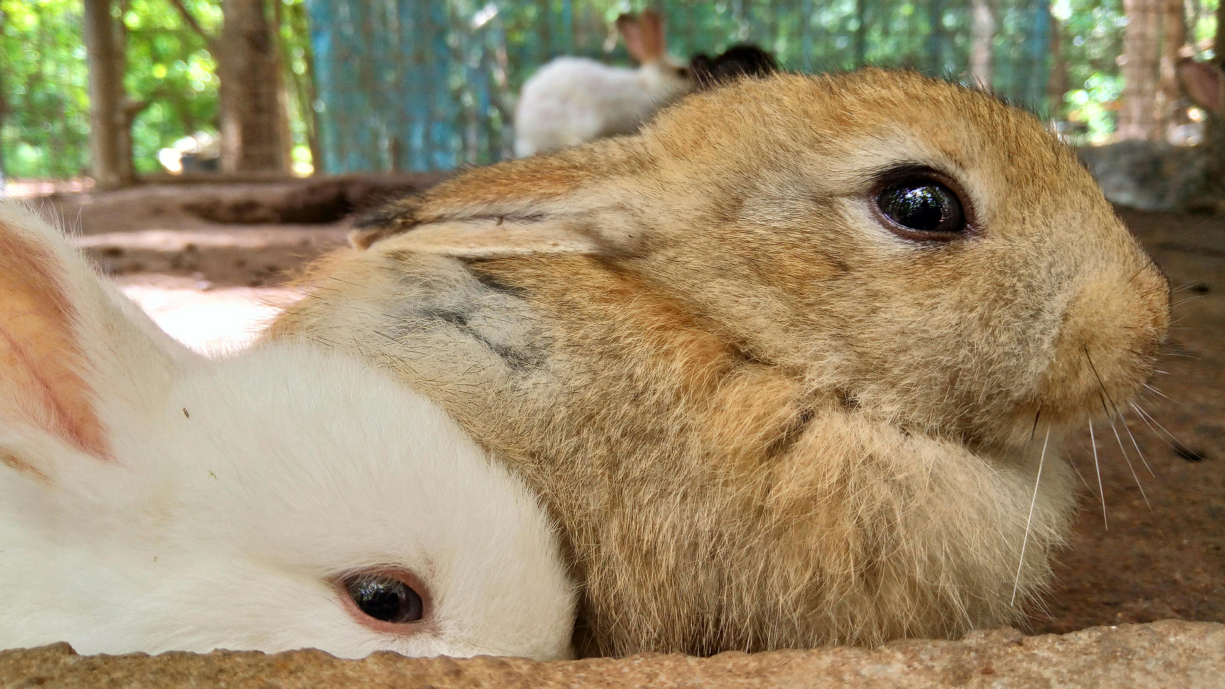 ウサギ かわいいうさぎ バニーの無料の写真素材