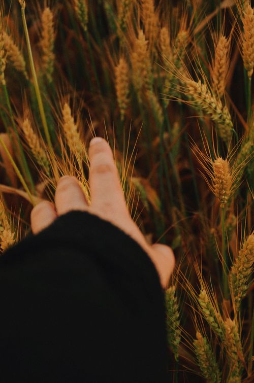 Free Close-up of a hand brushing over wheat in a Ukrainian field, symbolizing growth and nature. Stock Photo