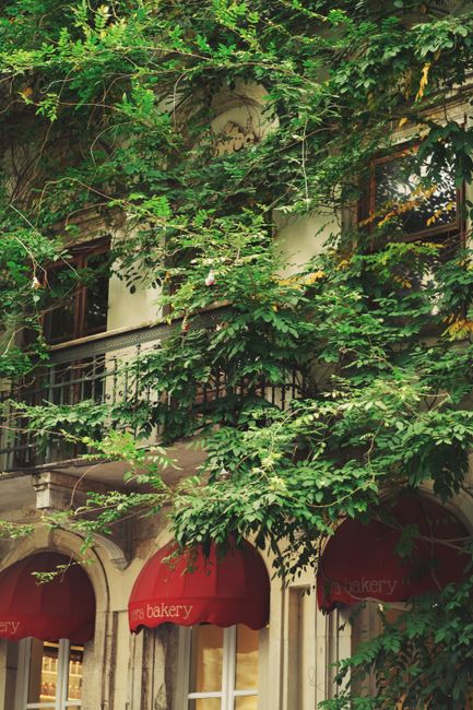A picturesque bakery facade covered with lush vines, creating a charming ambiance.