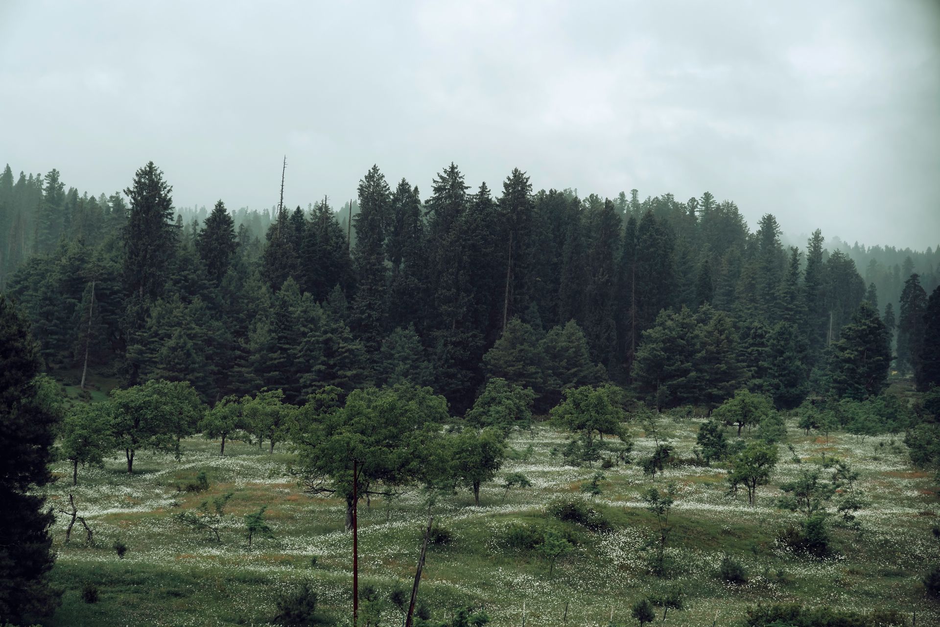 Baisaran Meadow