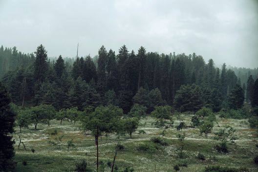 Baisaran Meadow