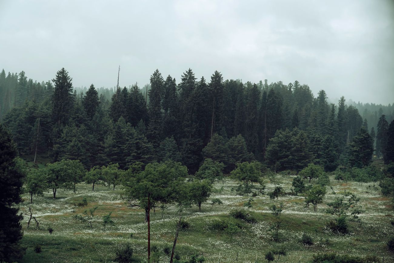 Valley Highlights with Yusmarg – 7 Days — photo 3 of 3