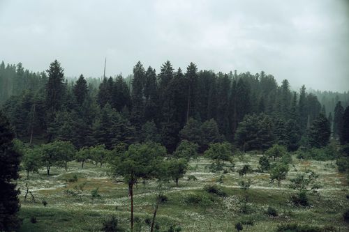 Free Serene view of a lush forest and meadow under a cloudy sky in Yousmarg. Stock Photo