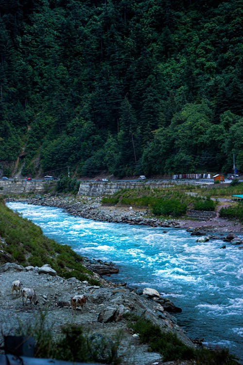 A River Between Green Trees