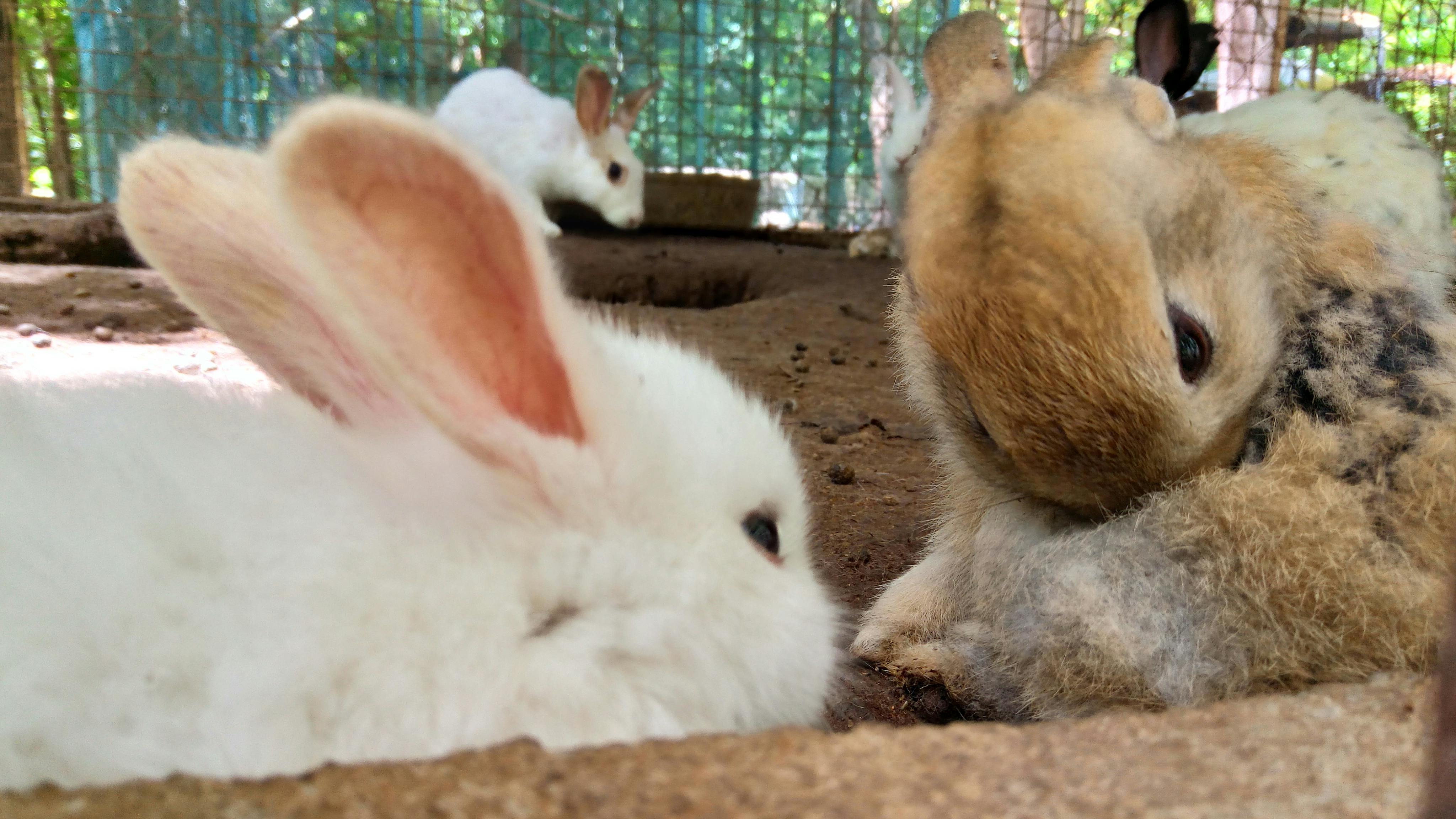 兔子 兩隻兔子 動物的免費圖庫相片