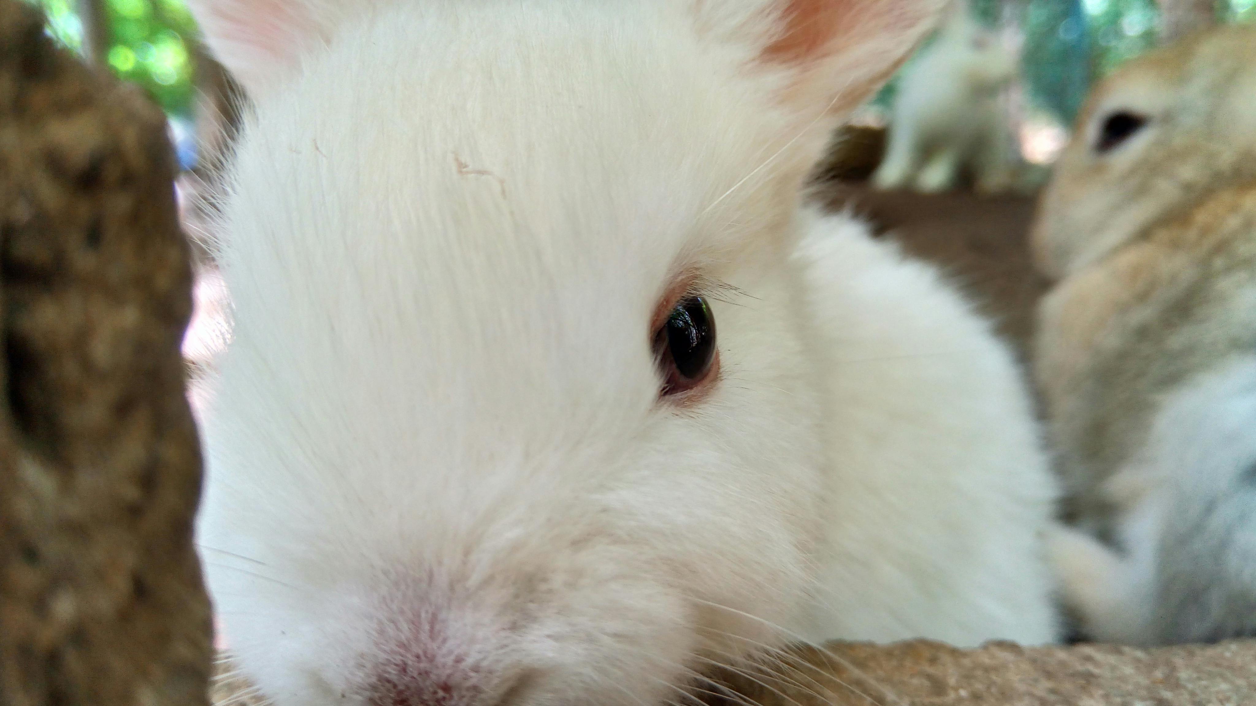ウサギ かわいいうさぎ かわいいペットの無料の写真素材