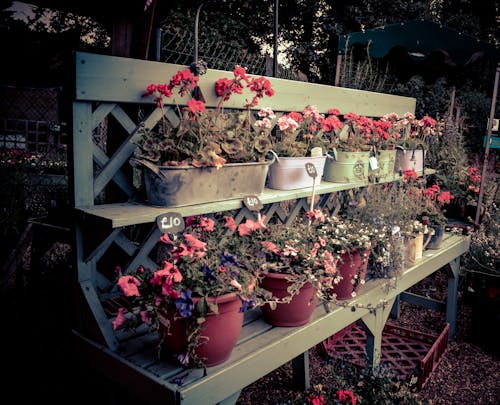 Free stock photo of beautiful flowers, flower arrangement, flowers Stock Photo