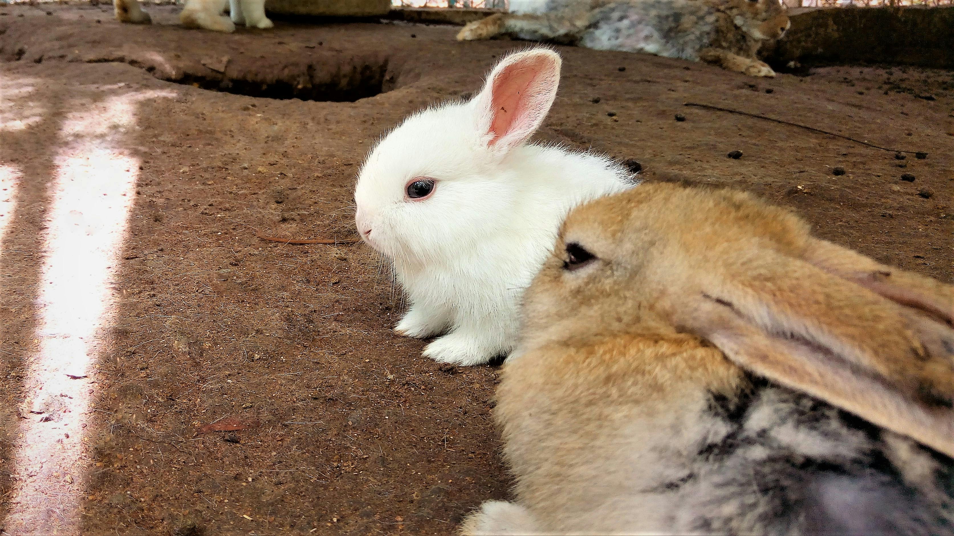 Free stock photo of bunnies, charming bunny, charming pet