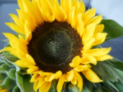 Free stock photo of flower, nature, sunflower Stock Photo