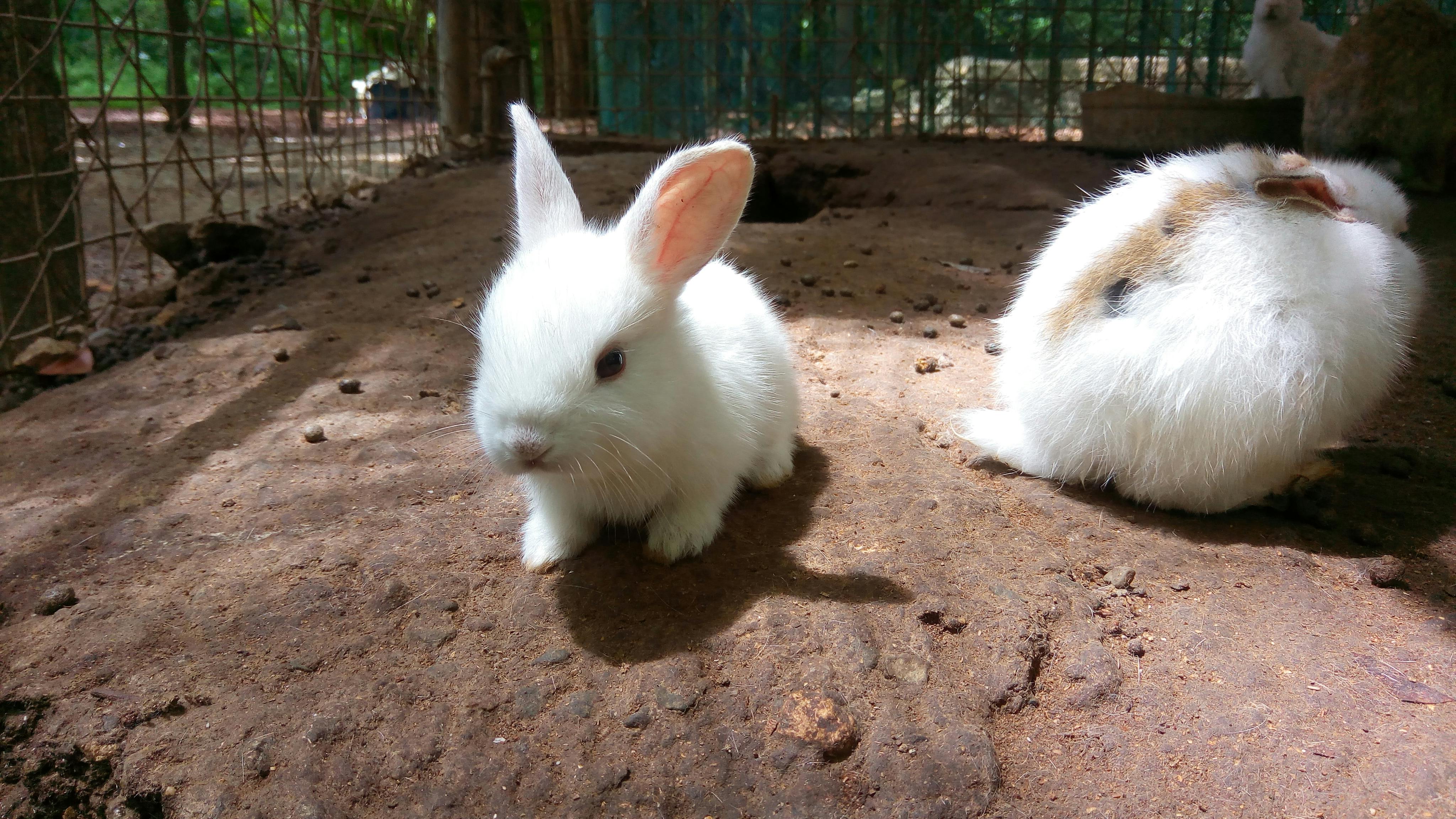 かわいいうさぎ バニー 白いウサギの無料の写真素材
