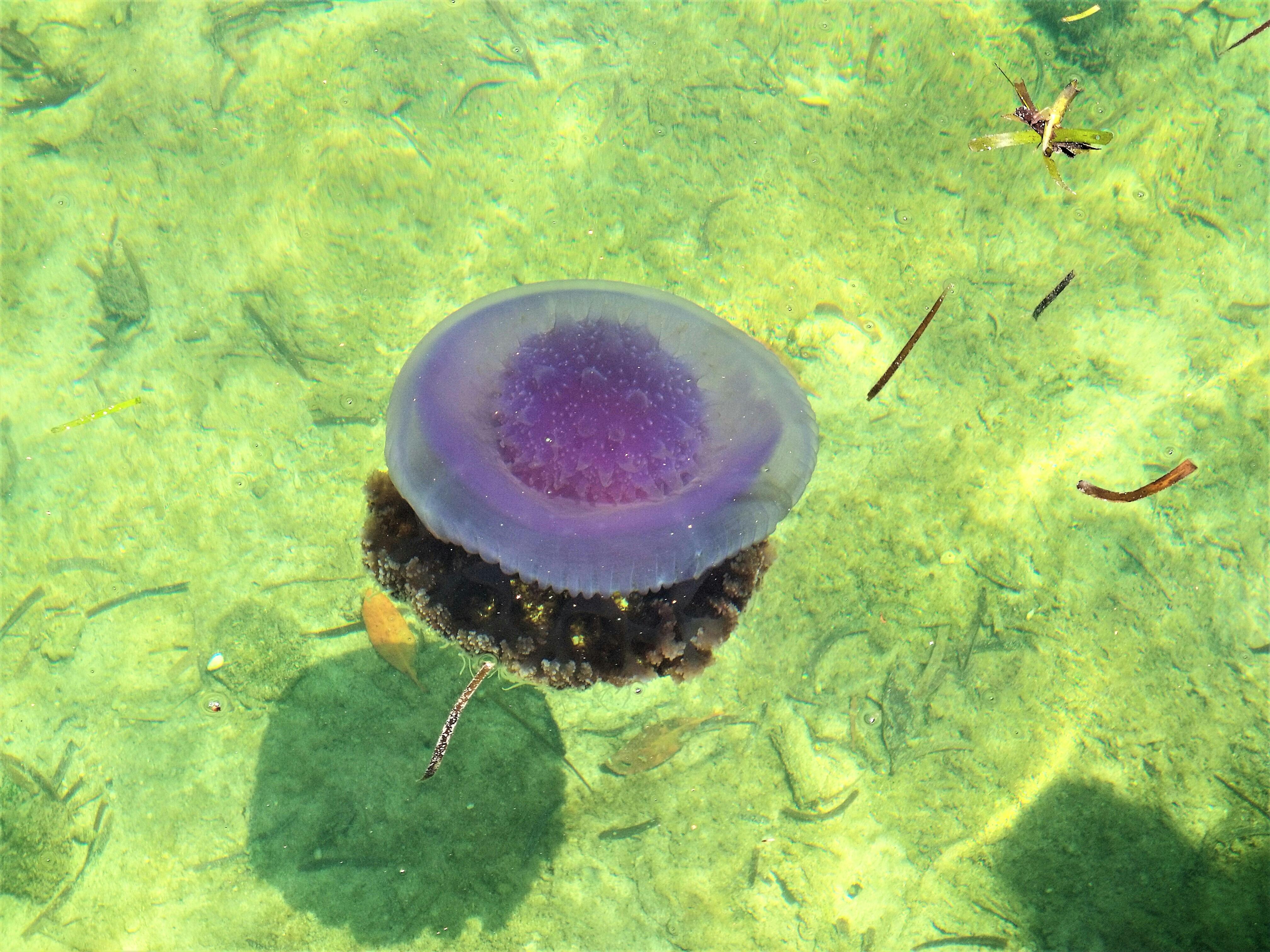 Free stock photo of dancing jelly fish, jellyfish, sea creature
