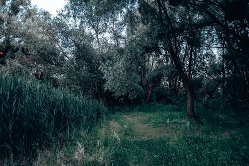 Free Serene view of lush forest greenery in Poznań, Poland, captures natural tranquility. Stock Photo