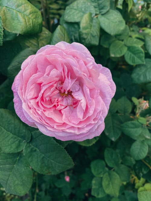 Blooming Pink Rose in the Garden