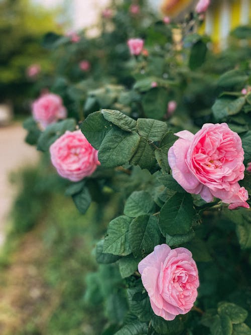 Kostenloses Stock Foto zu blumen, blütenblätter, blütenstaub