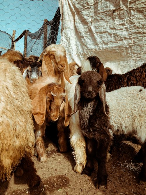 Free A delightful scene of goats in a rural Turkish farm, showcasing their woolly textures and natural surroundings. Stock Photo