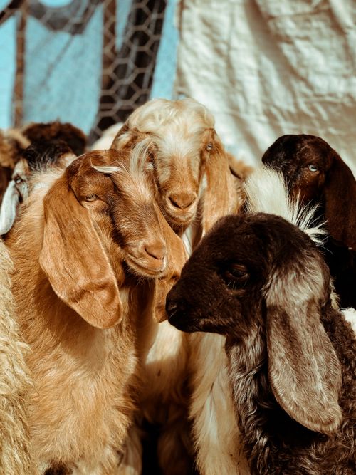 Free A group of goats in a close-up view at a sunny farm, showcasing livestock variety. Stock Photo