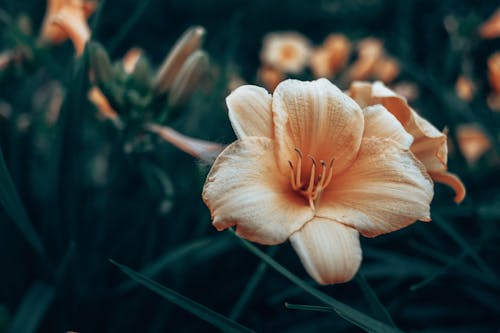 Pink Flower in Close-up Photography