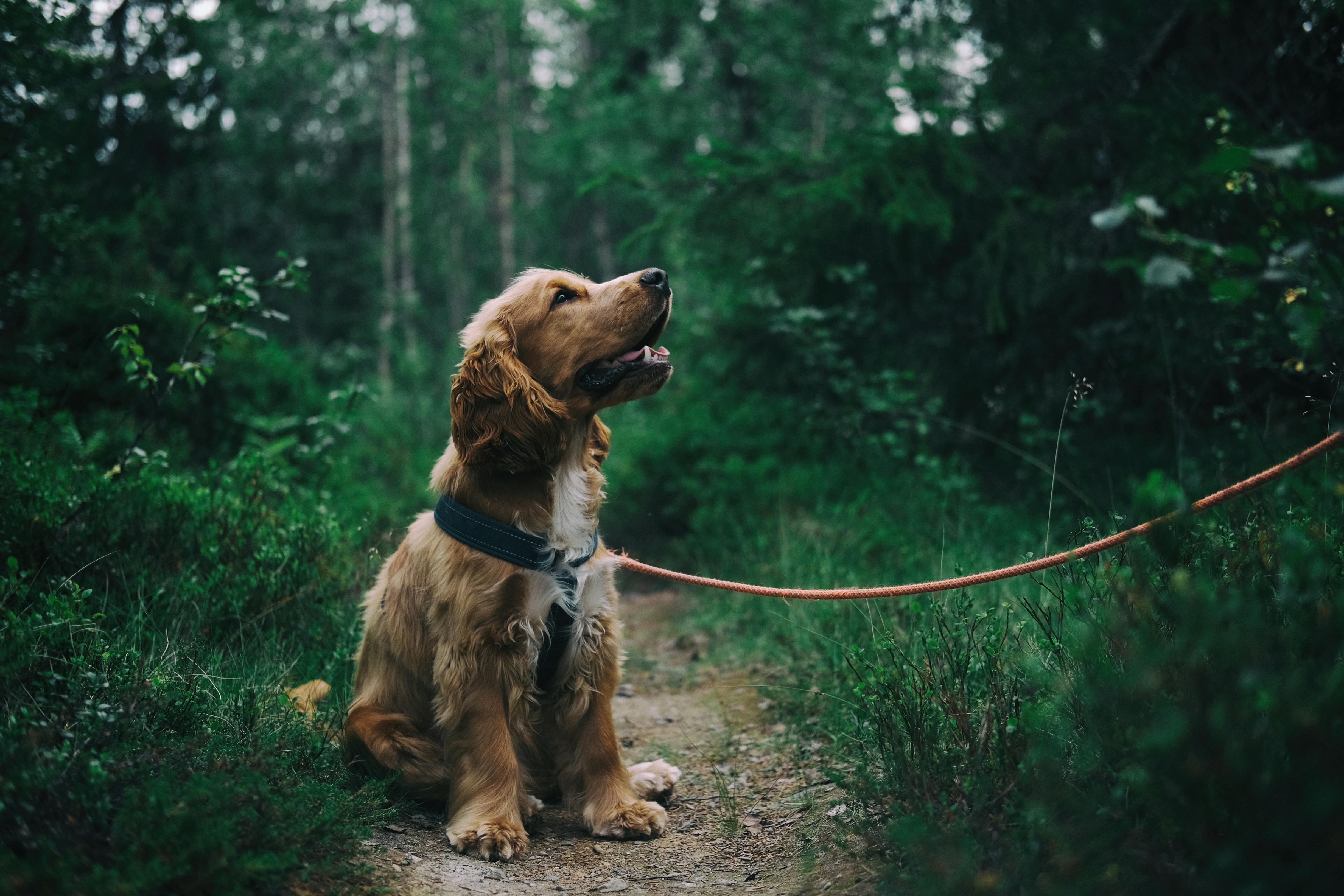 Cocker Spaniel image