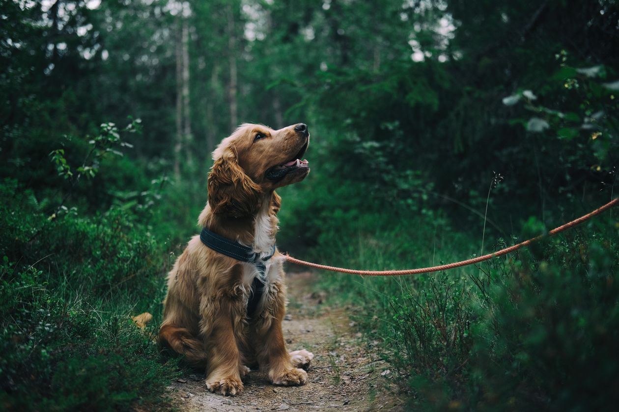 Person hiking with dog at scenic campsite