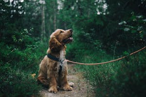 Background dog