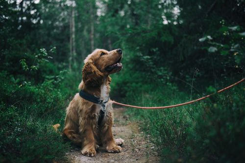 Köpek portre