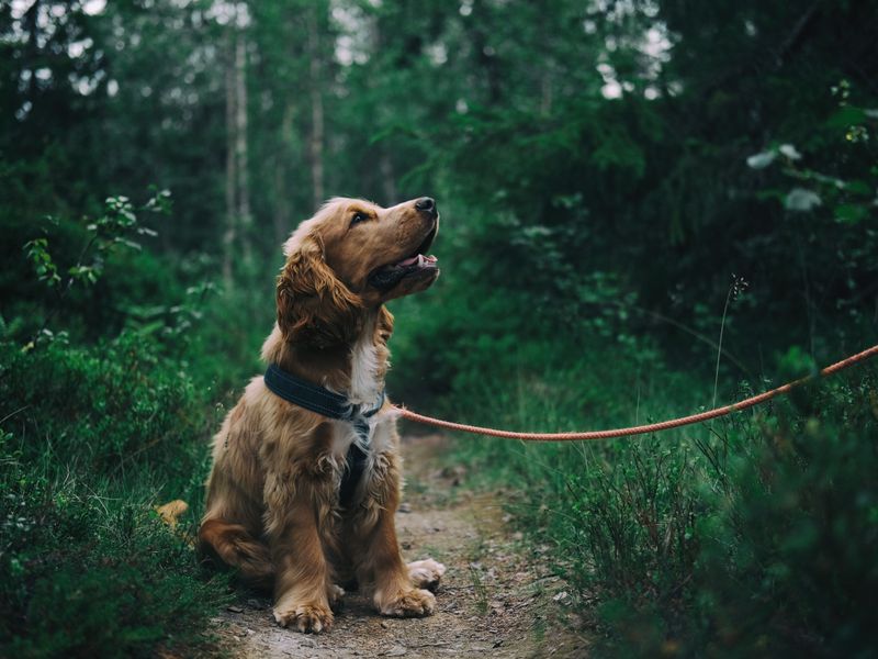 Hond snuffelt in gras
