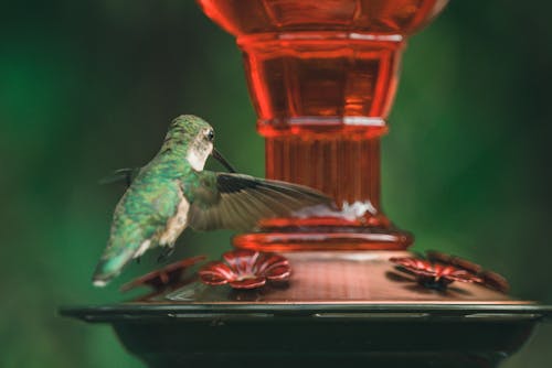 A Ruby-throated Hummingbird drinking Water