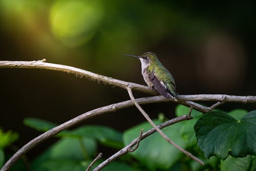 Perched Ruby-throated Hummingbird on a Tree Branch 