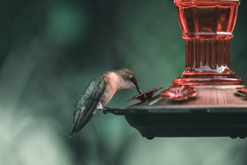 A Ruby-throated Hummingbird drinking Water