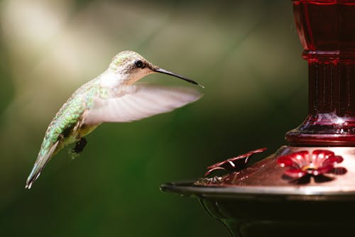 Green and White Humming Bird Flying