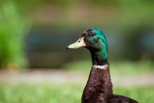 Free Close-up of a mallard duck with vibrant plumage in an outdoor setting. Stock Photo