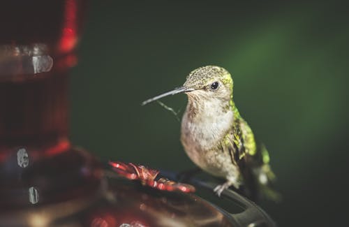 くちばし, ハチドリ, 動物の無料の写真素材