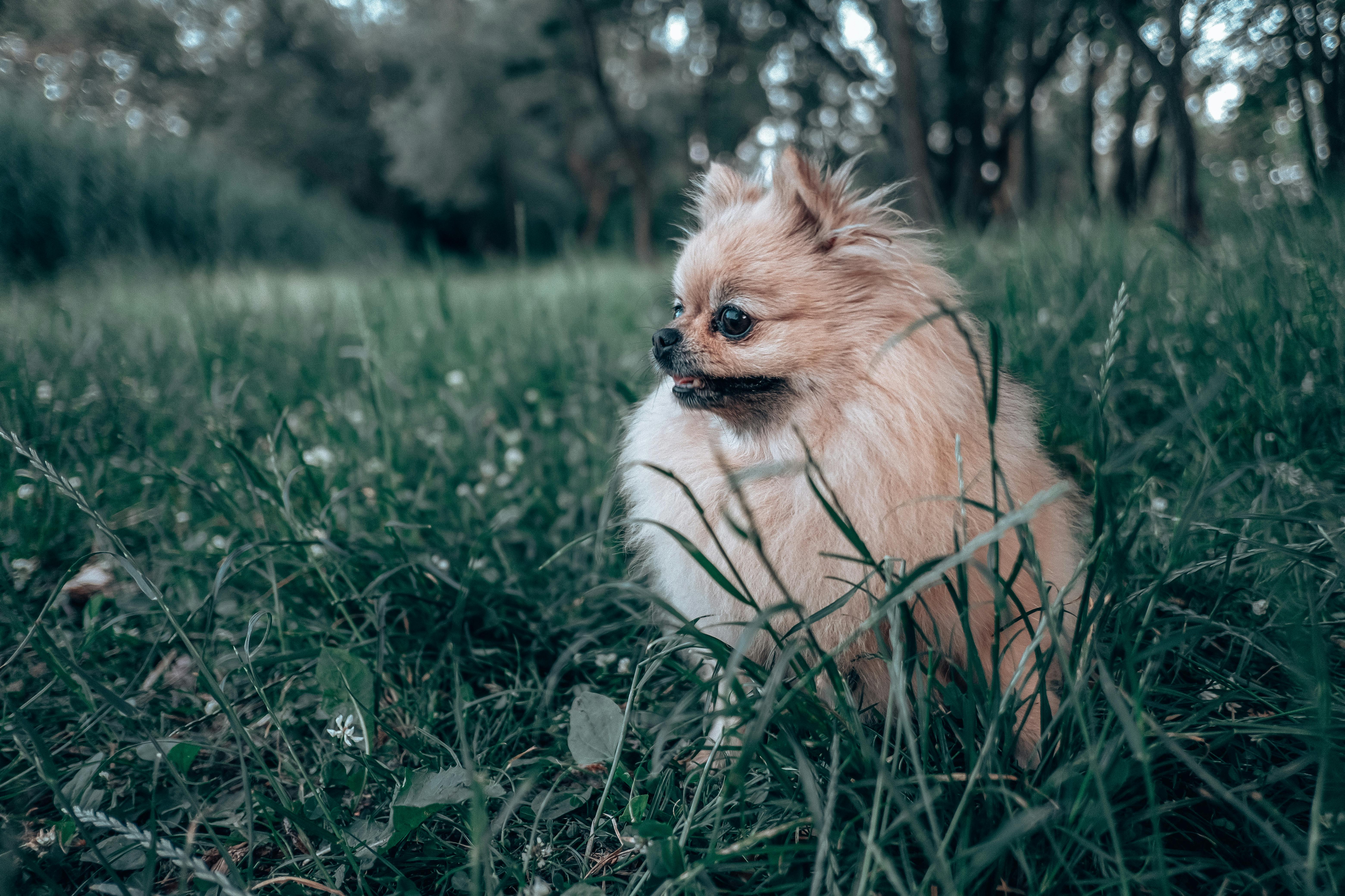 Pomeranian Δόντια: Γιατί Χάνει Πρόωρα το Στόμα του
