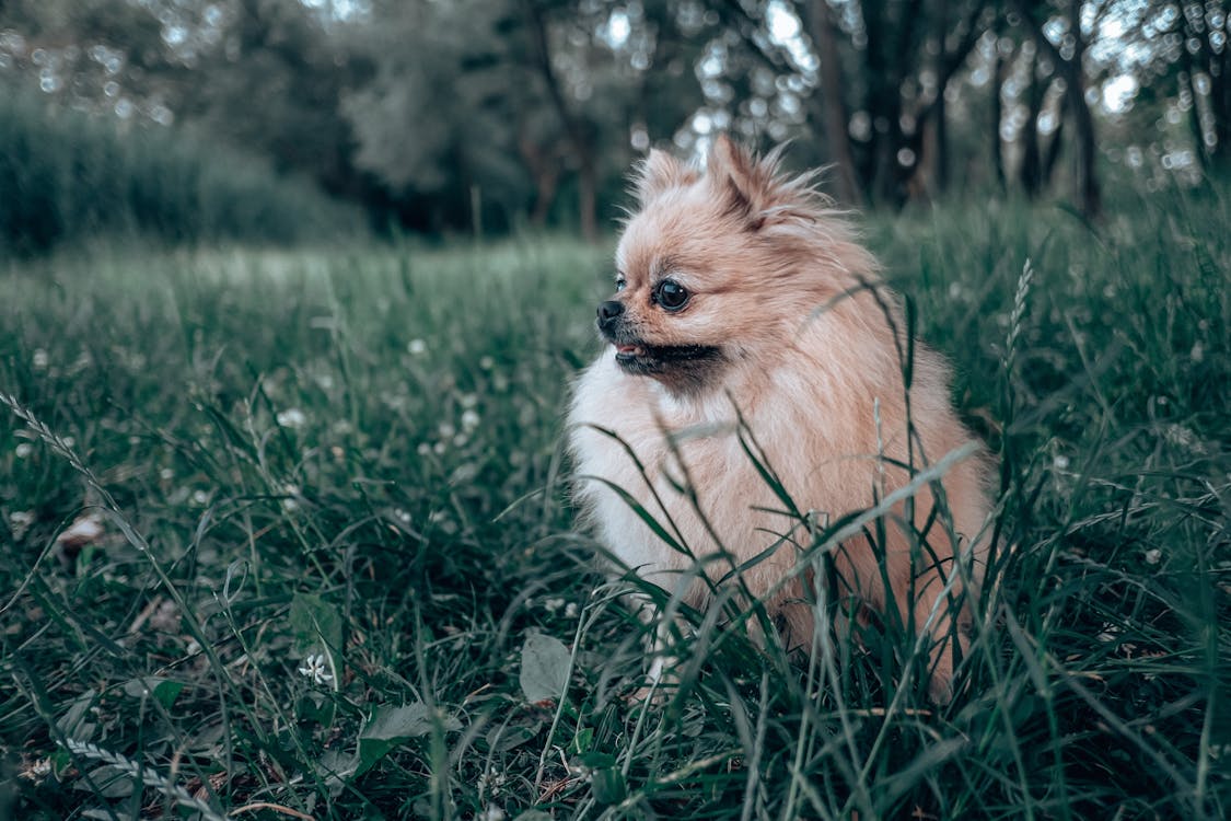 A Cute Dog on Green Grass Field