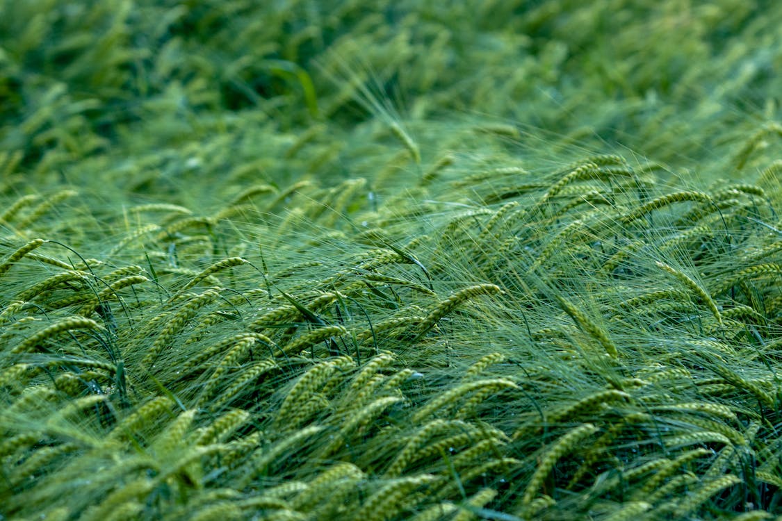 Foto profissional grátis de agricultura, área, cereais