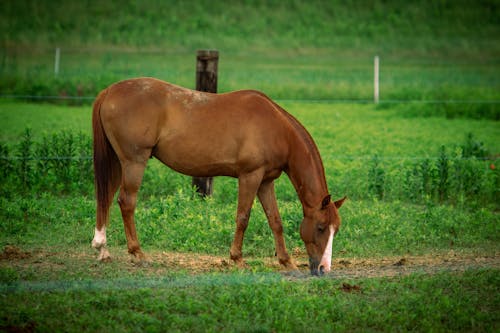A Brown Horse on Green Grass Field
