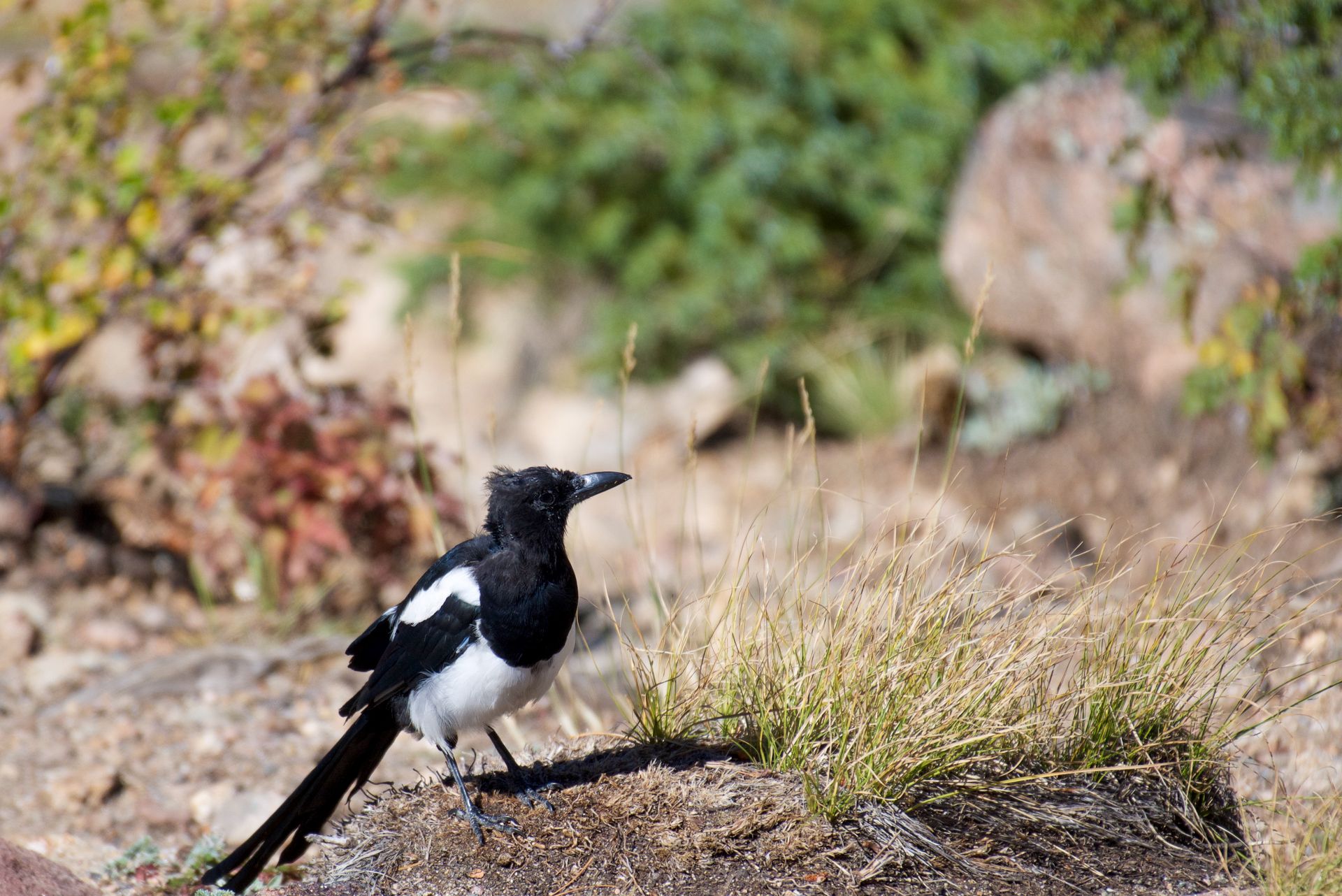 A Magpie Bird Standing on the Ground