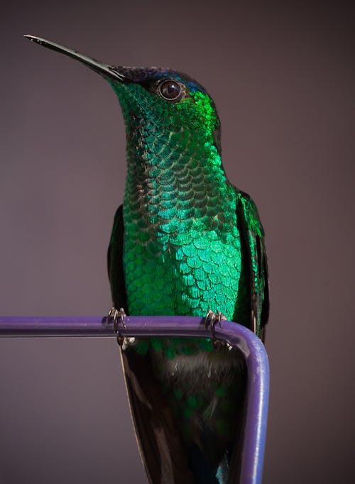 Free Green and Blue Bird on White Metal Bar Stock Photo