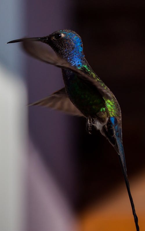 Hummingbird Suspended in the Air