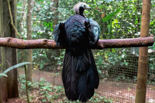 Free A vibrant tropical bird perched on a branch in a forested zoo enclosure. Stock Photo