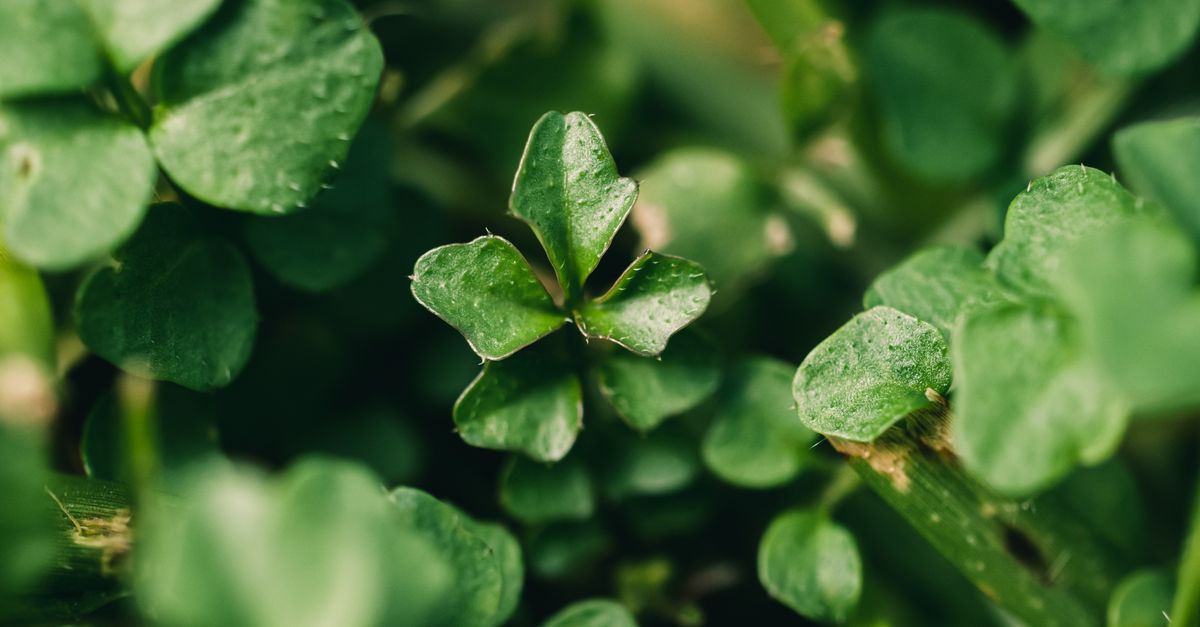 Detailed macro shot of a four-leaf clover symbolizing luck in natural greenery.
