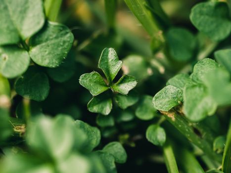 Detailed macro shot of a four-leaf clover symbolizing luck in natural greenery.
