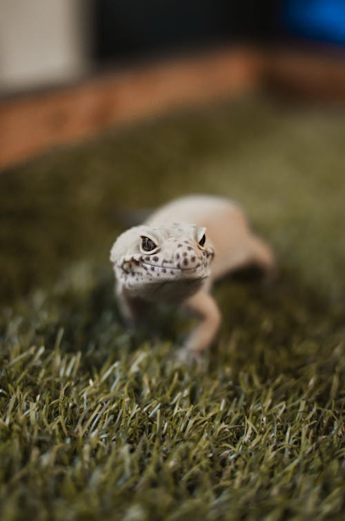 Lizard Crawling on Grass