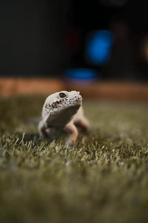 Leopard Gecko on Green Grass 