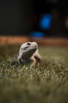gecko photo