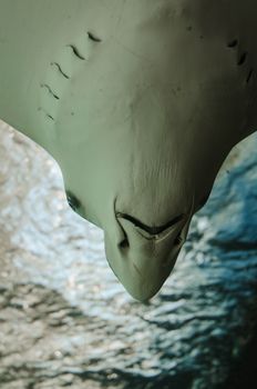 Close-up of a manta ray swimming underwater, showcasing its unique underside.