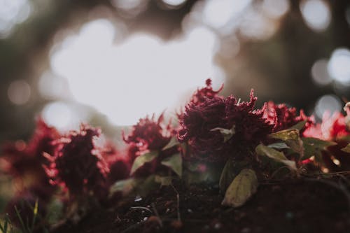 Nahaufnahme Fotografie Von Roten Blumen