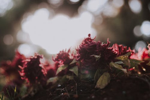 Close-up Photography of Red Flowers