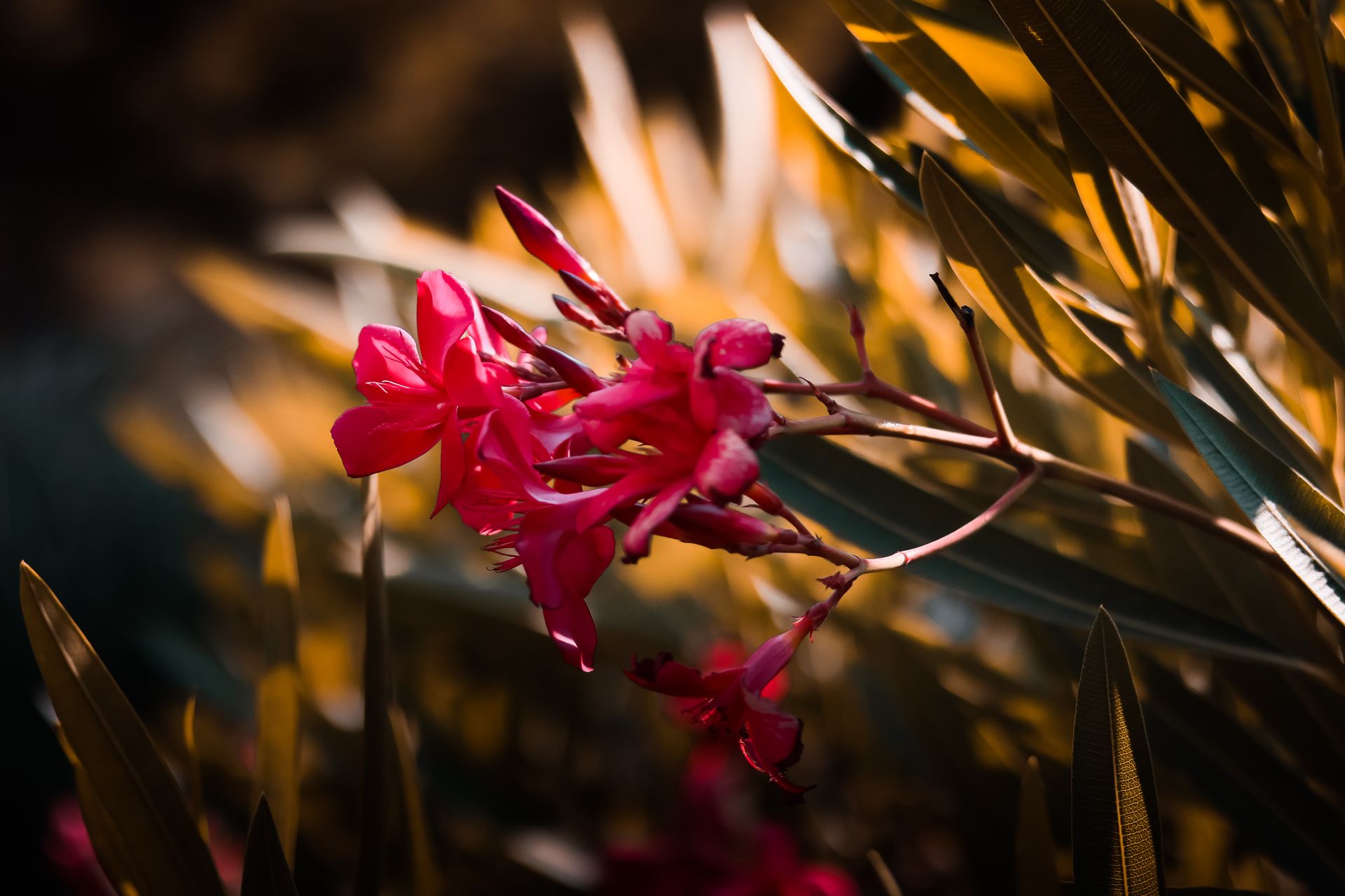 Close-up of vibrant pink oleander flowers blooming in warm sunlight with lush green leaves.